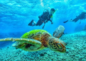 Scuba Diving (Discovering Underwater)